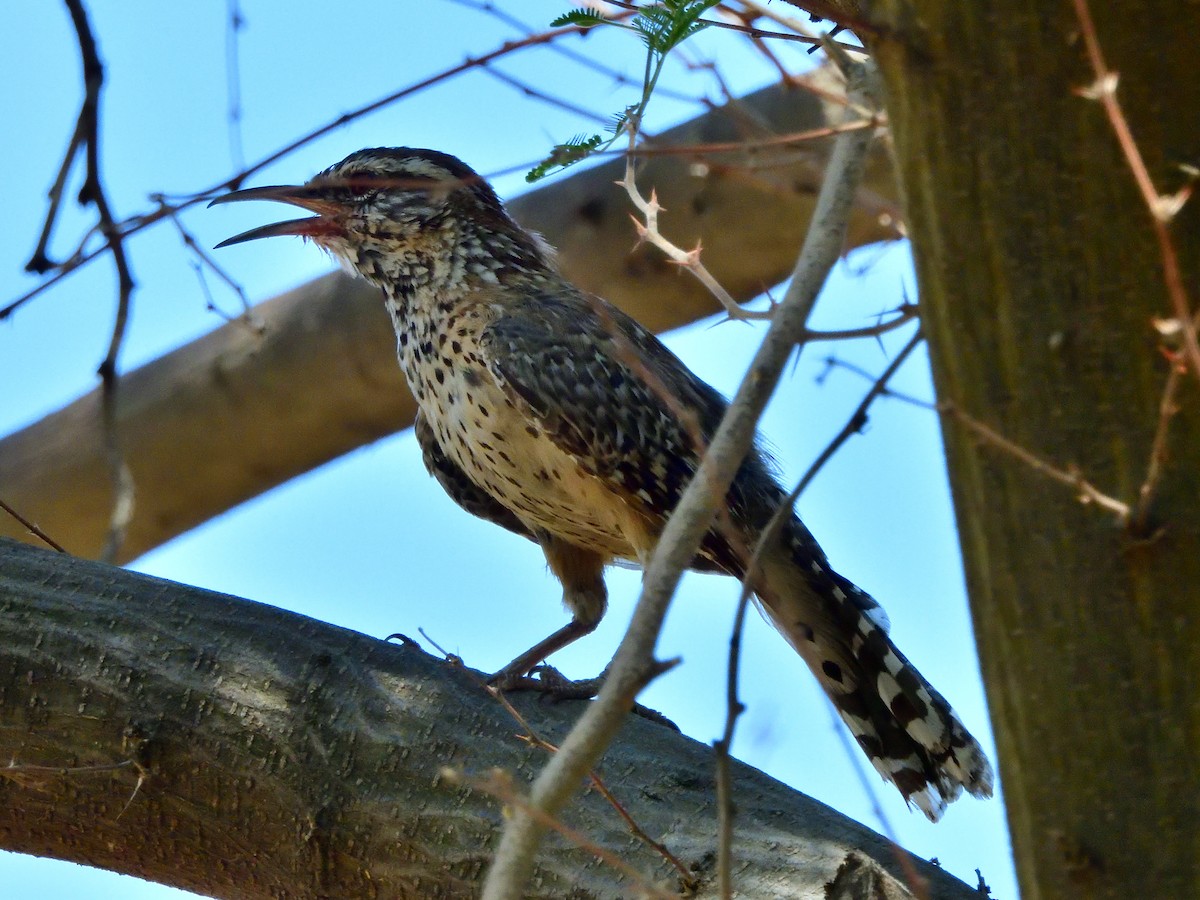 Cactus Wren - ML641329095