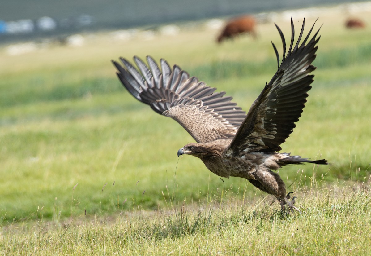 Pallas's Fish-Eagle - ML641329096