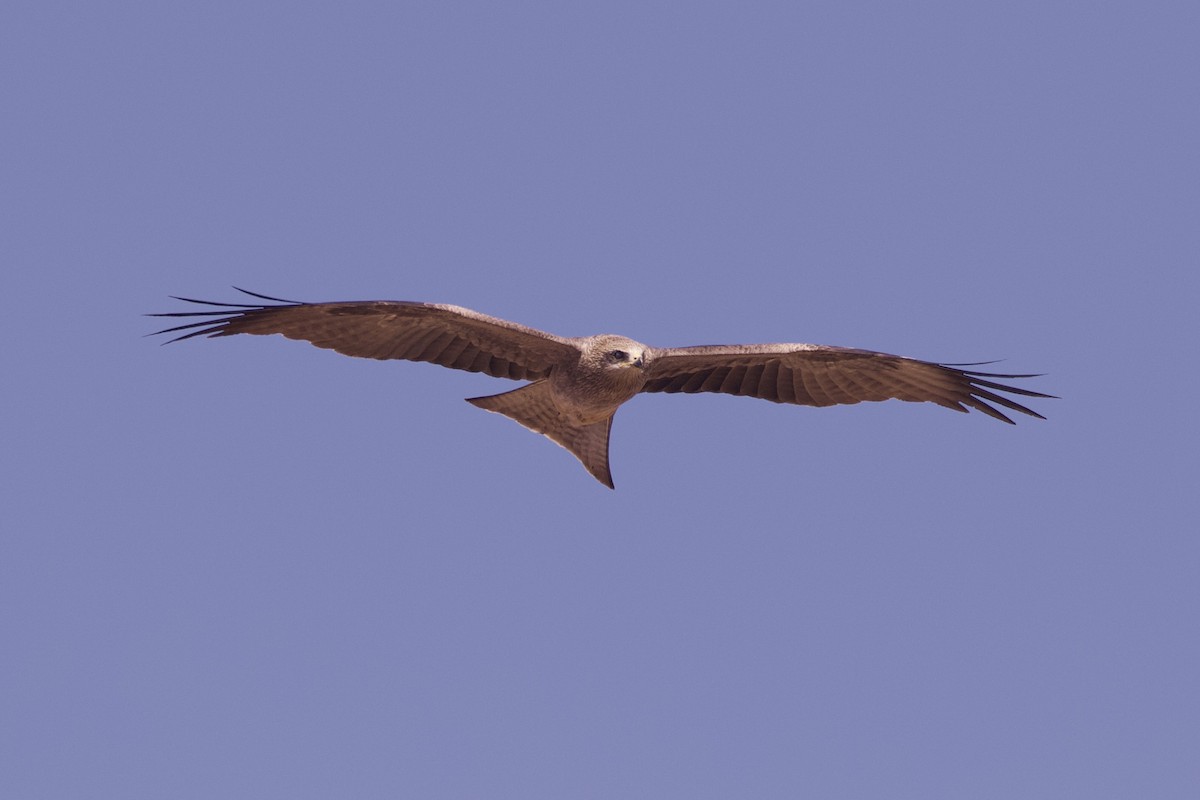 黑鳶(migrans群) - ML641329102
