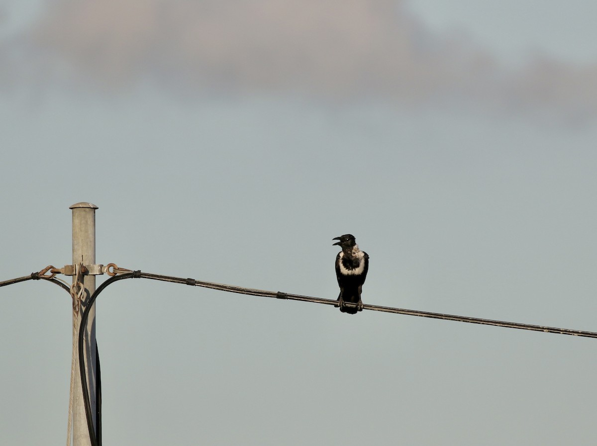 Collared Crow - ML641329130