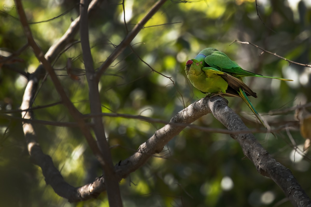 Rose-ringed Parakeet - ML641329137