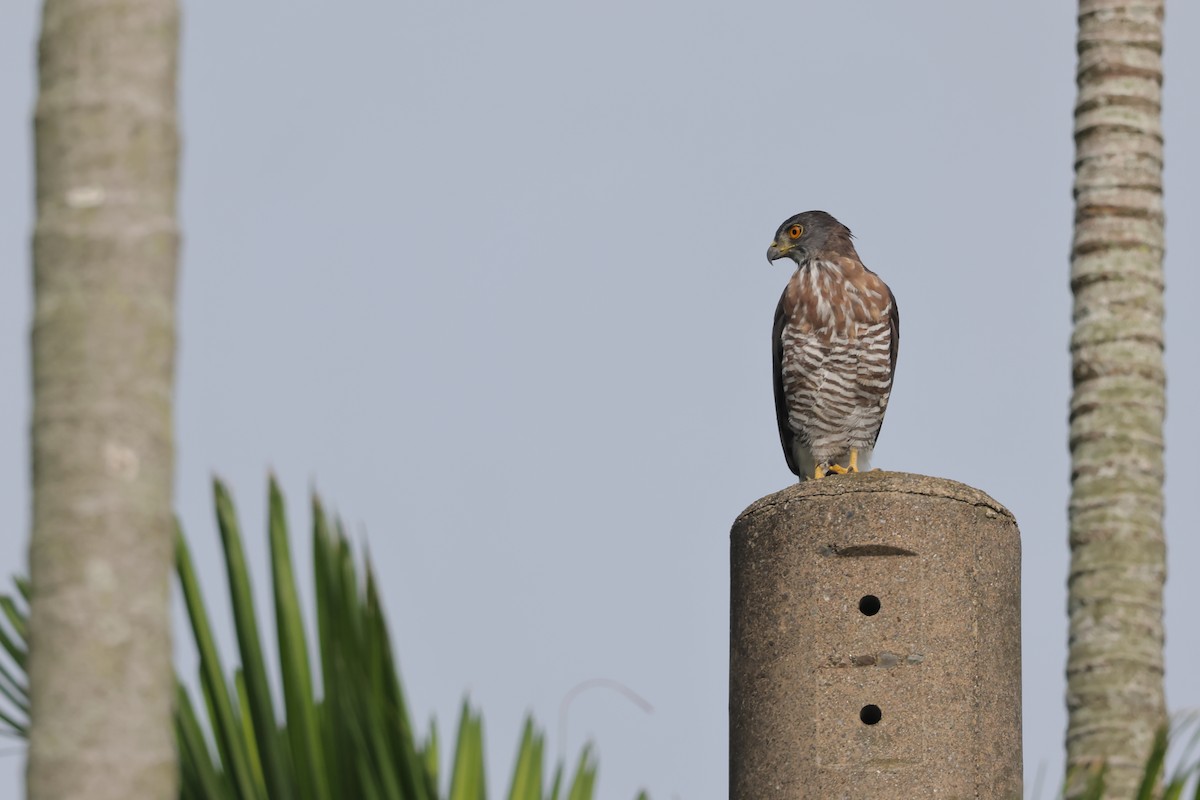 Crested Goshawk - ML641329158