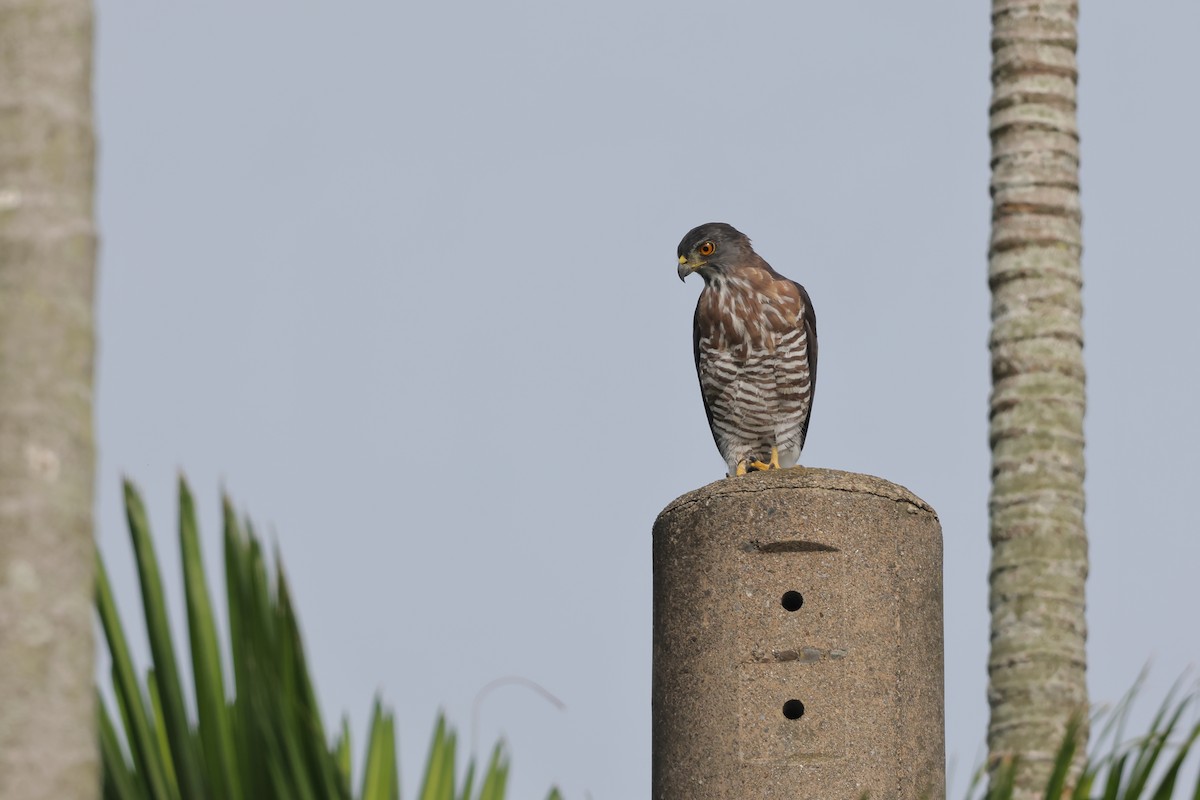 Crested Goshawk - ML641329159