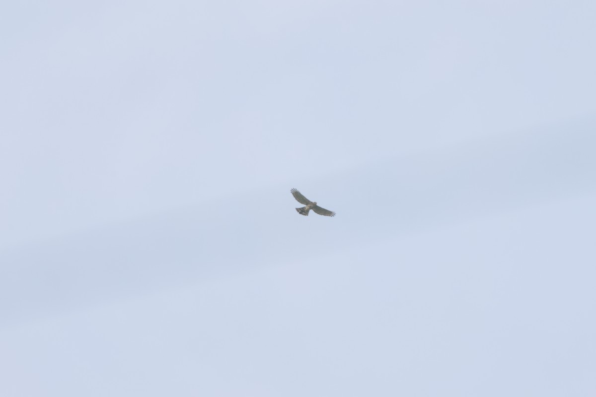 Crested Goshawk - ML641329163