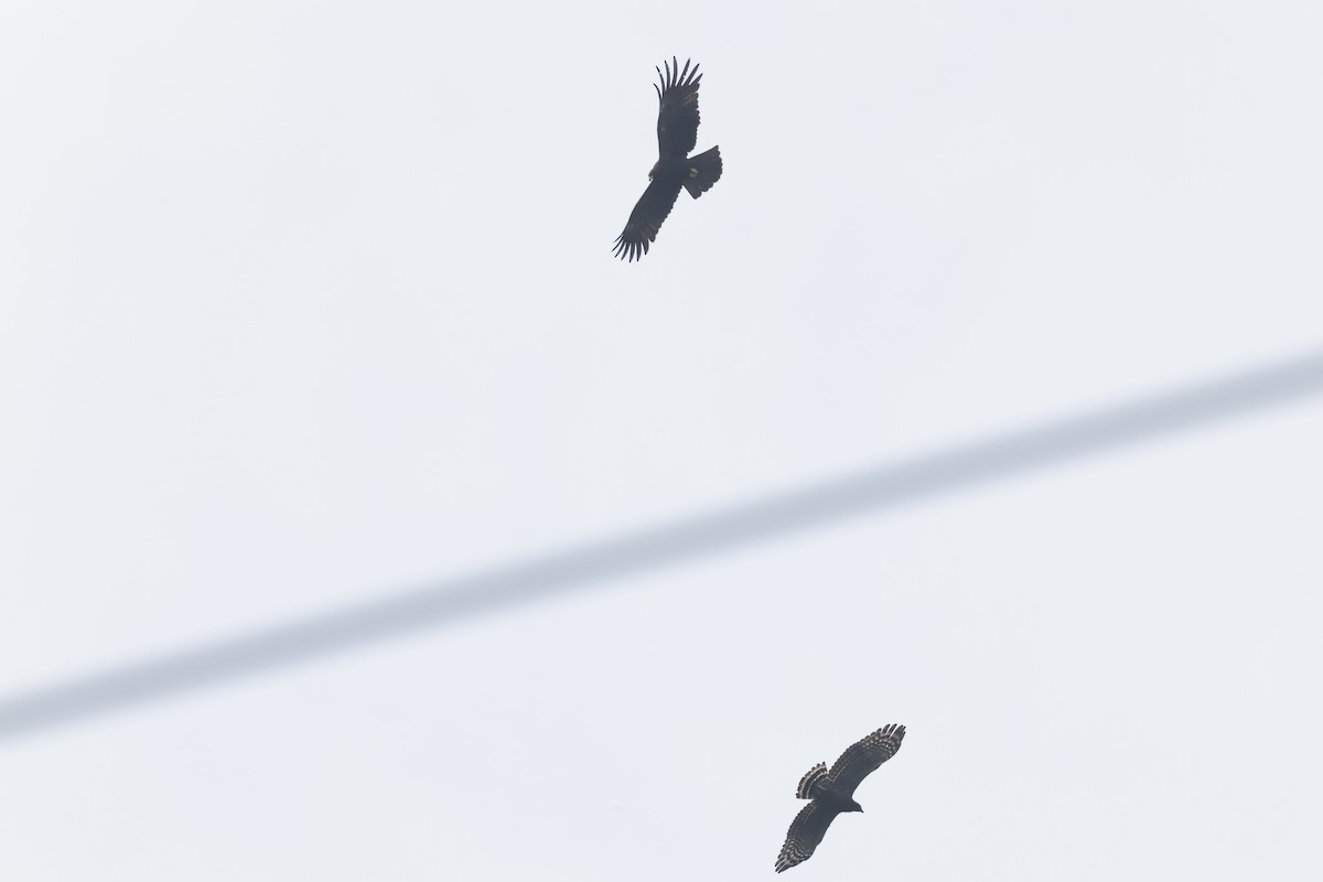 Black Eagle - ML641329172