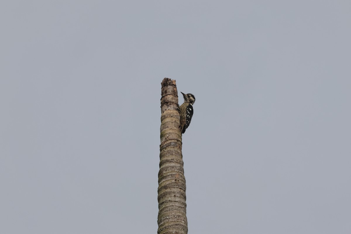 Gray-capped Pygmy Woodpecker - ML641329176
