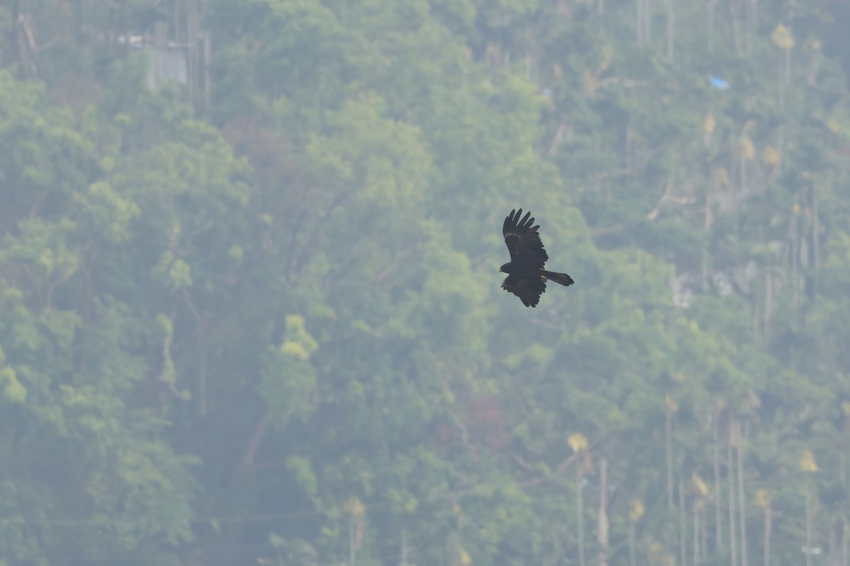 Black Eagle - ML641329177