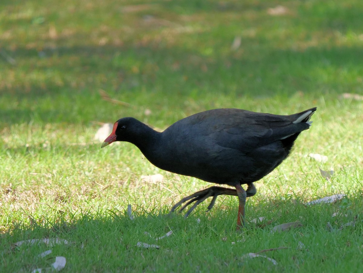 Dusky Moorhen - ML641329205