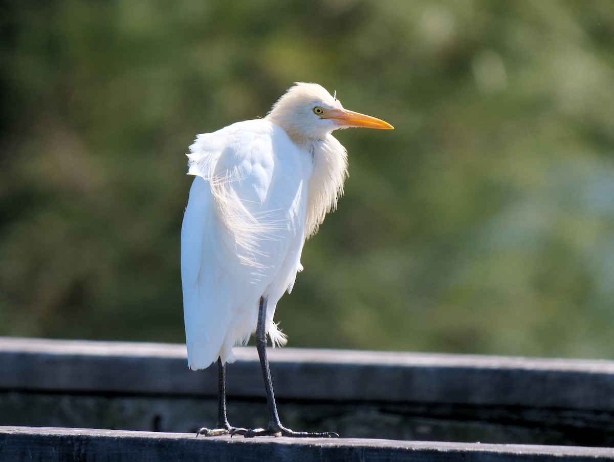 Eastern Cattle-Egret - ML641329212