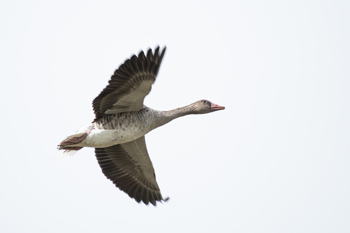 Graylag Goose - ML641329216