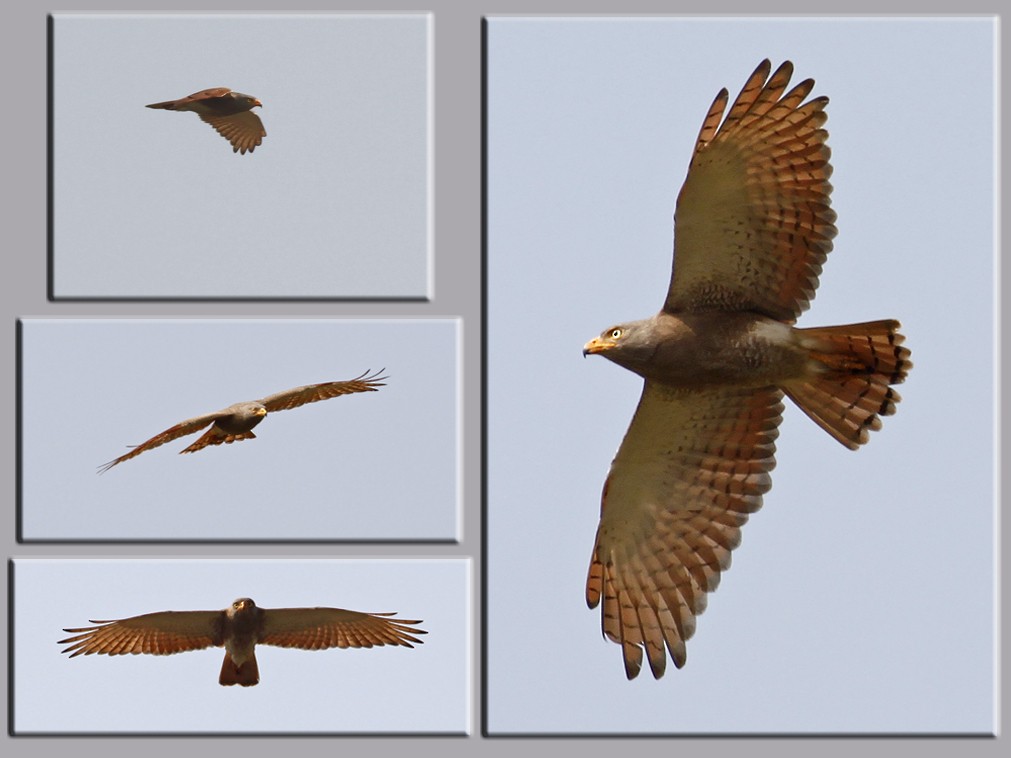 Rufous-winged Buzzard - ML641329247