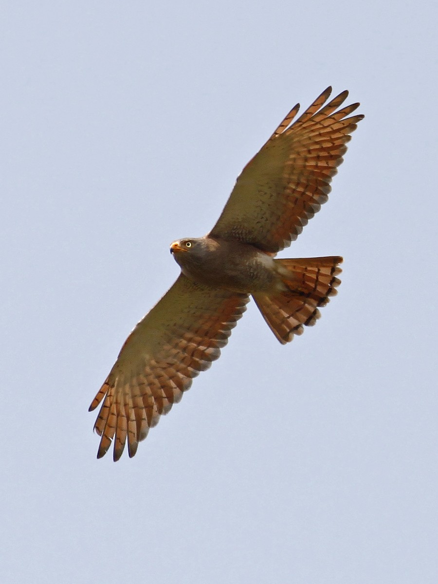 Rufous-winged Buzzard - ML641329248