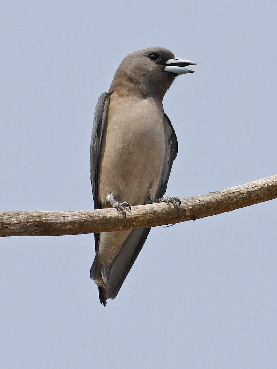 Ashy Woodswallow - ML641329250