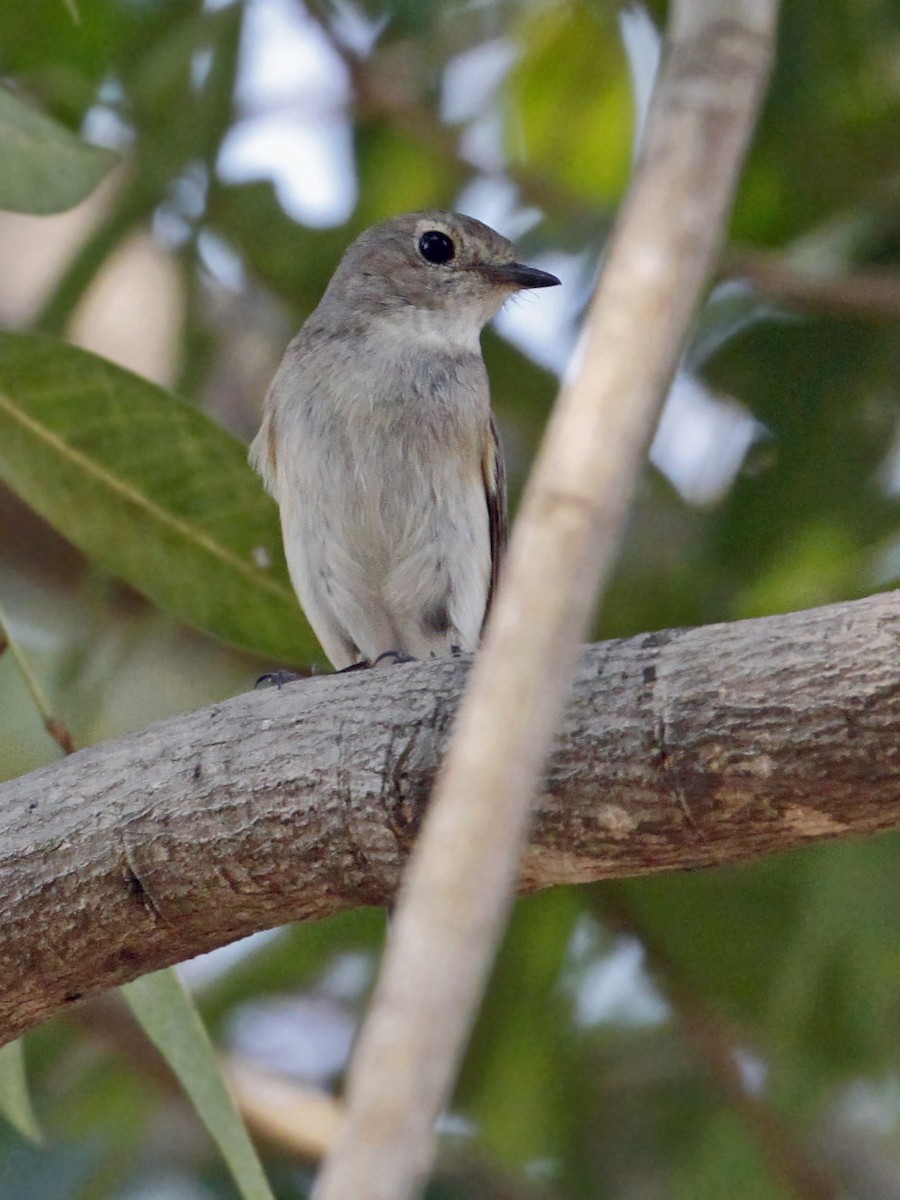 Taiga Flycatcher - ML641329252
