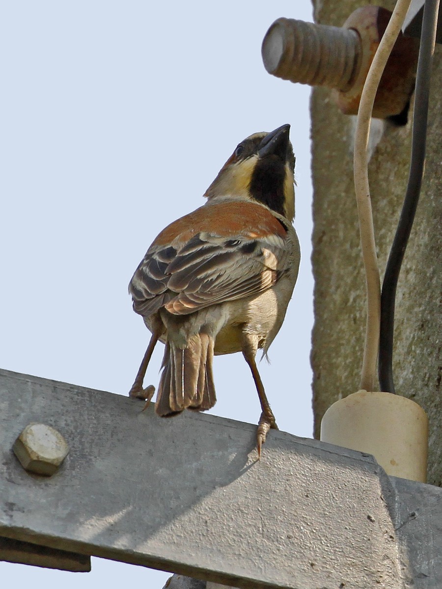 Plain-backed Sparrow - ML641329254