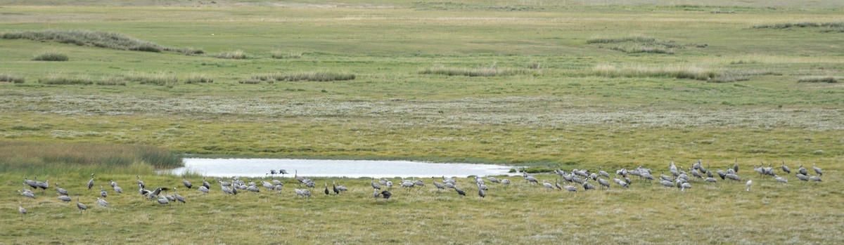 Hooded Crane - ML641329267