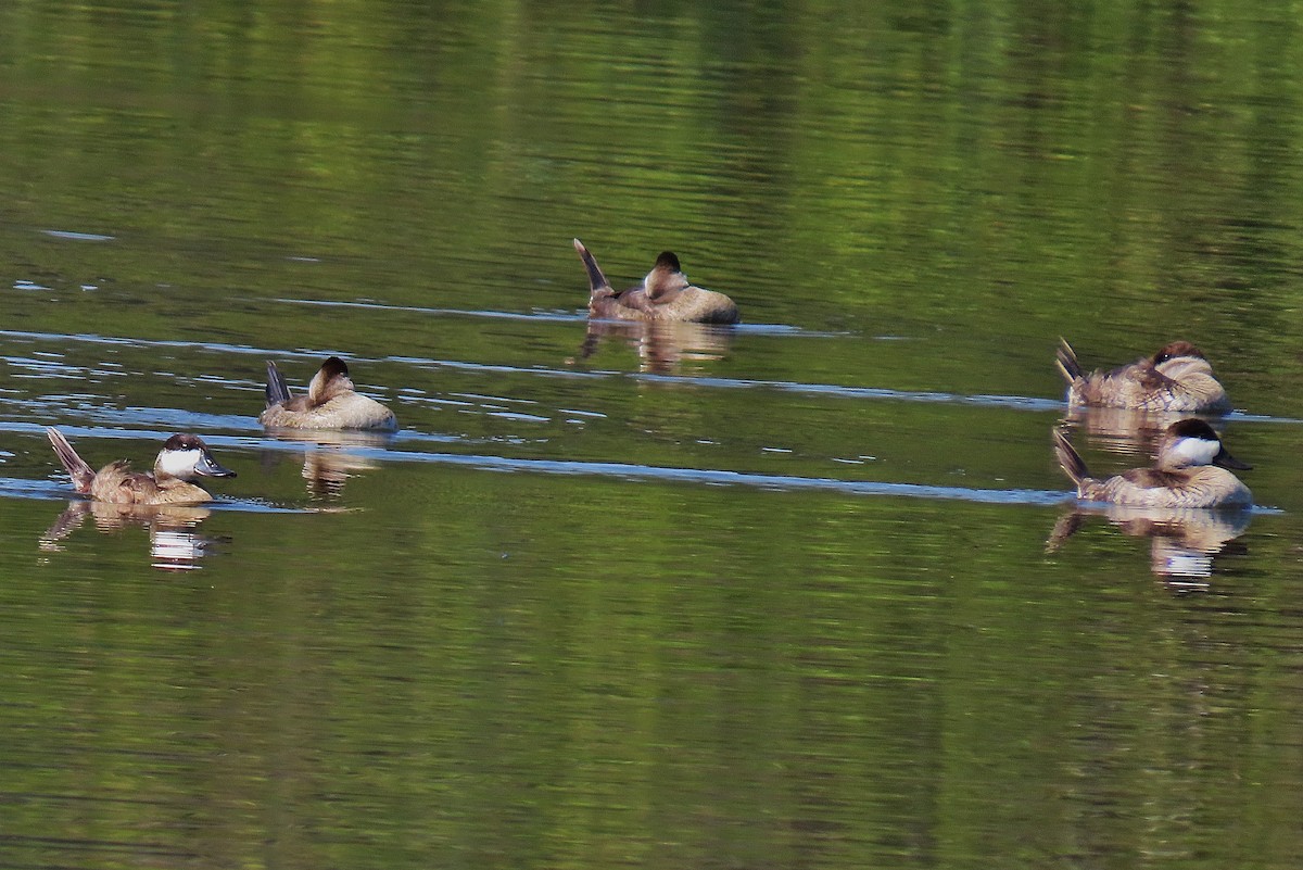 Ruddy Duck - ML641329280