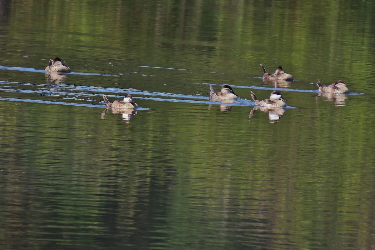 Ruddy Duck - ML641329281