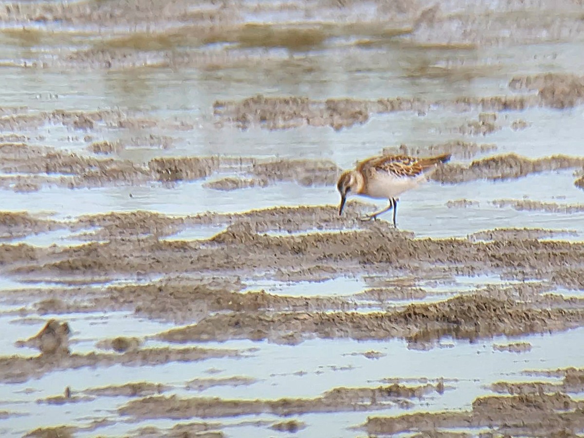 Little Stint - ML641329282