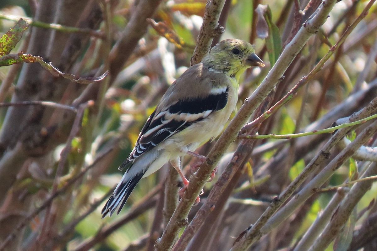 American Goldfinch - ML641329285