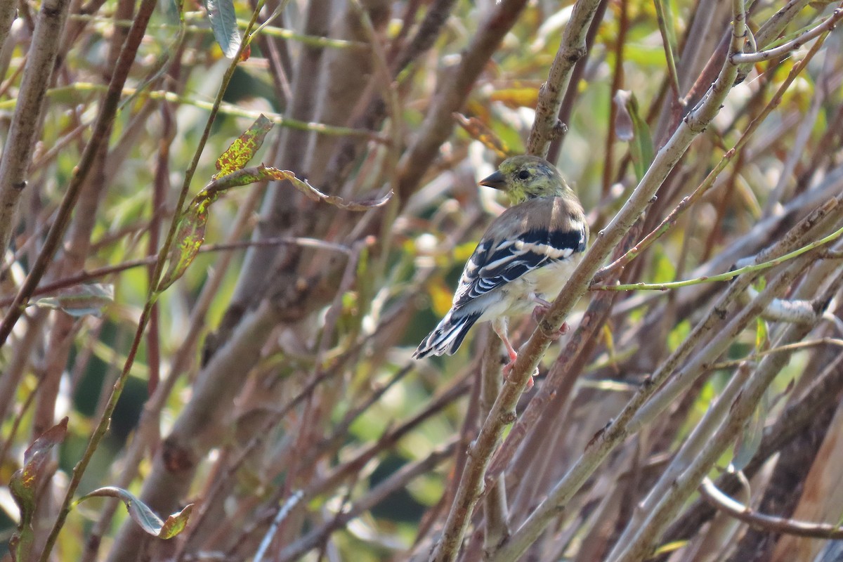 American Goldfinch - ML641329286