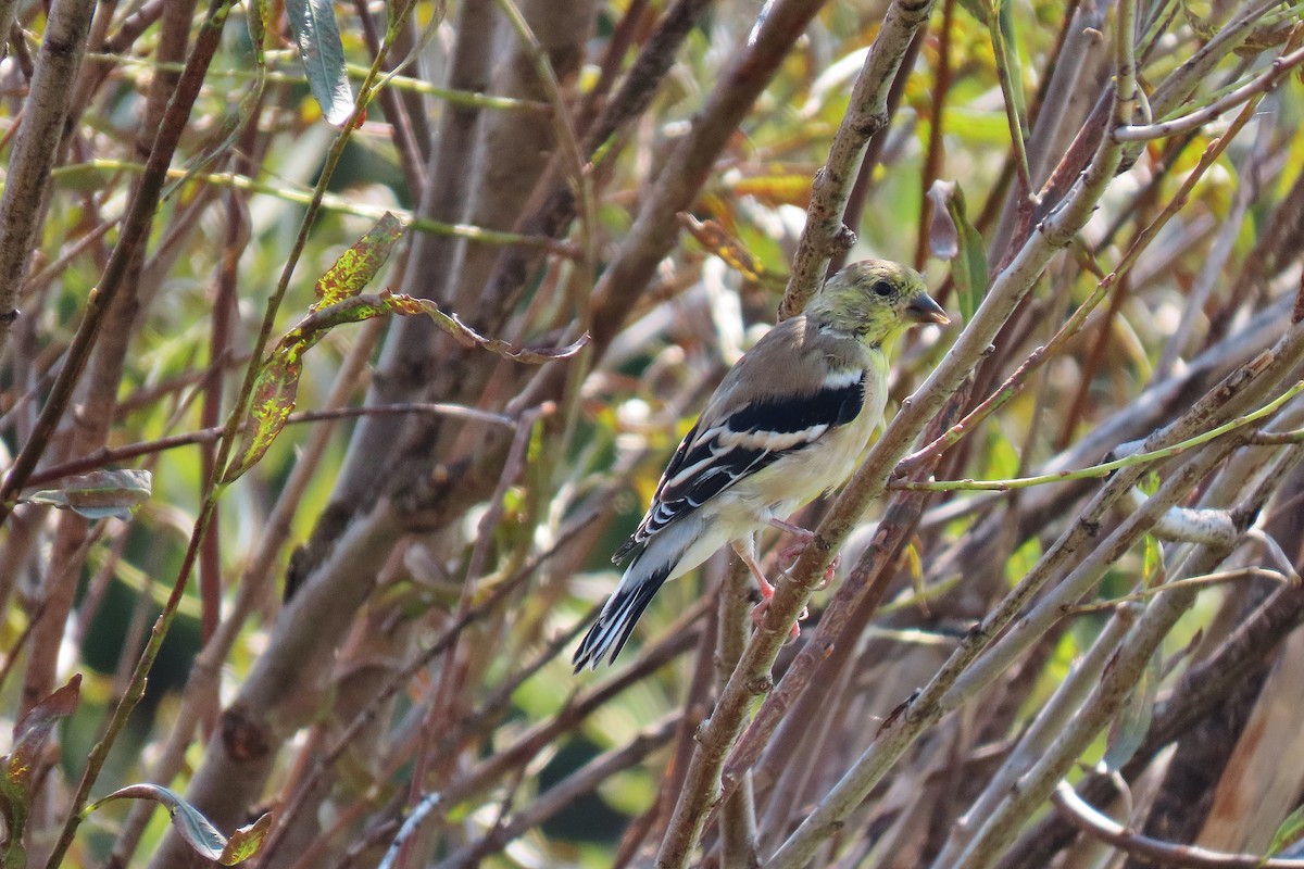 American Goldfinch - ML641329287