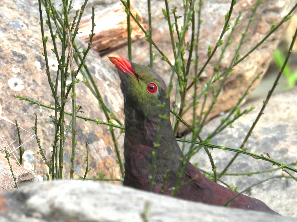 New Zealand Pigeon - ML641329296