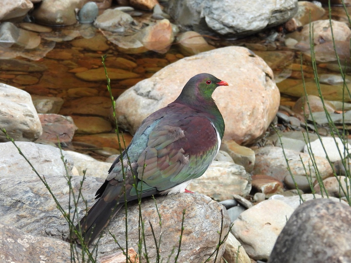 New Zealand Pigeon - ML641329298