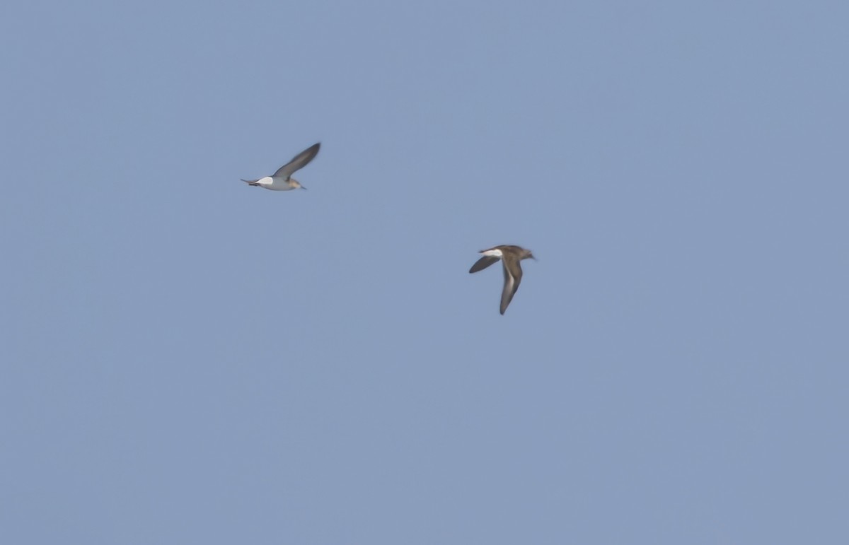 Байрдийн элсэг - ML641329305