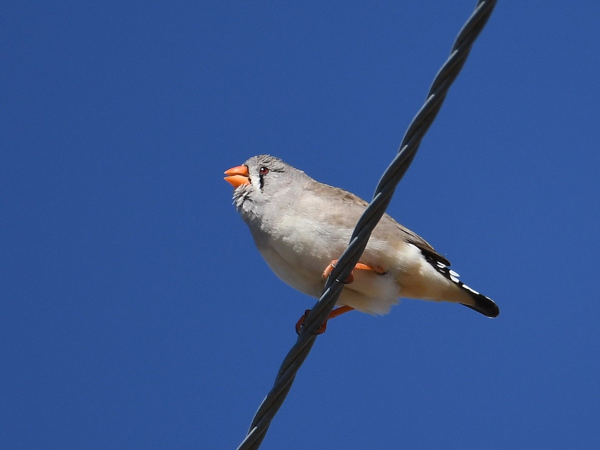 Zebra Finch - ML641329321