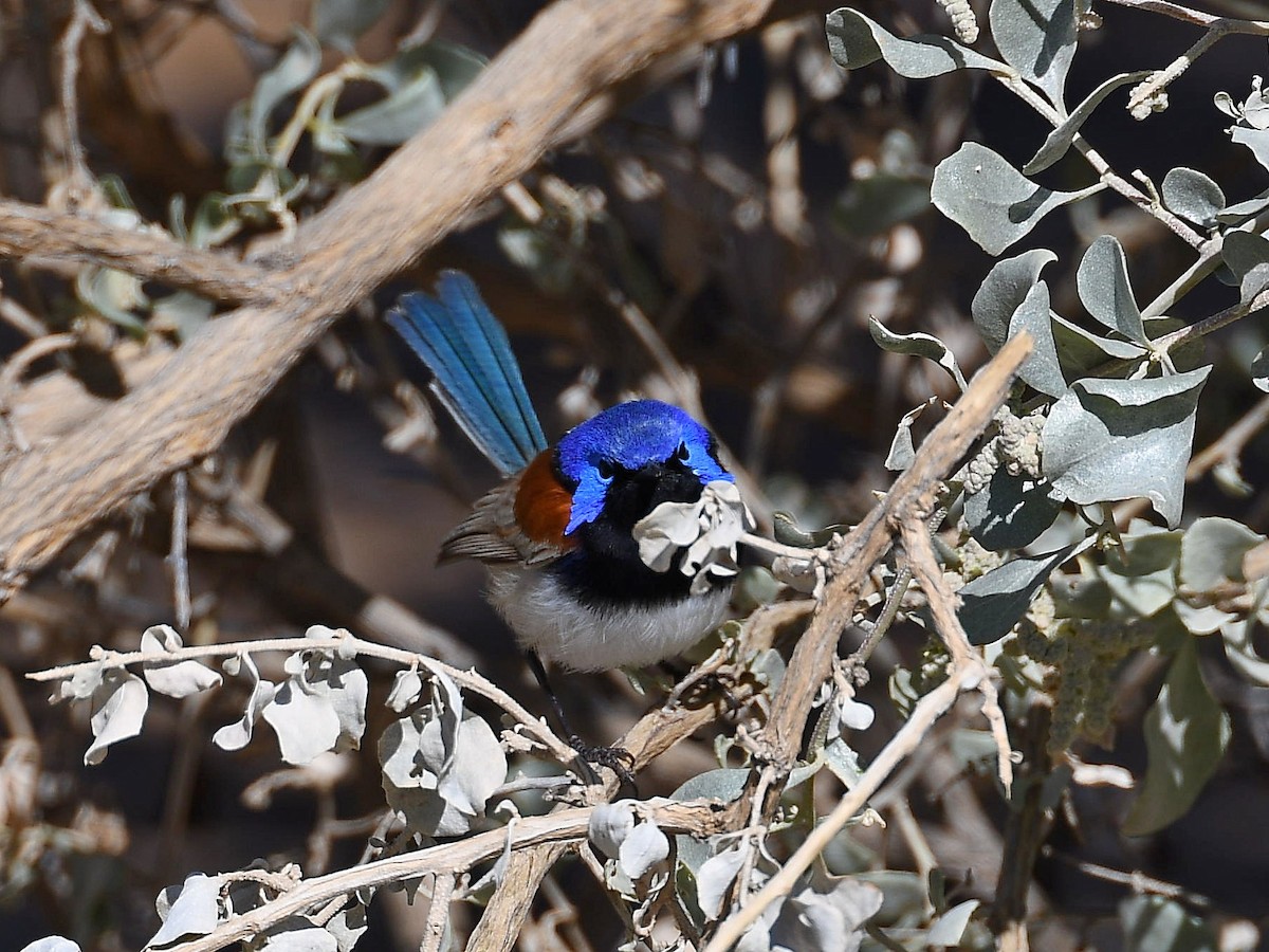 Purple-backed Fairywren - ML641329330