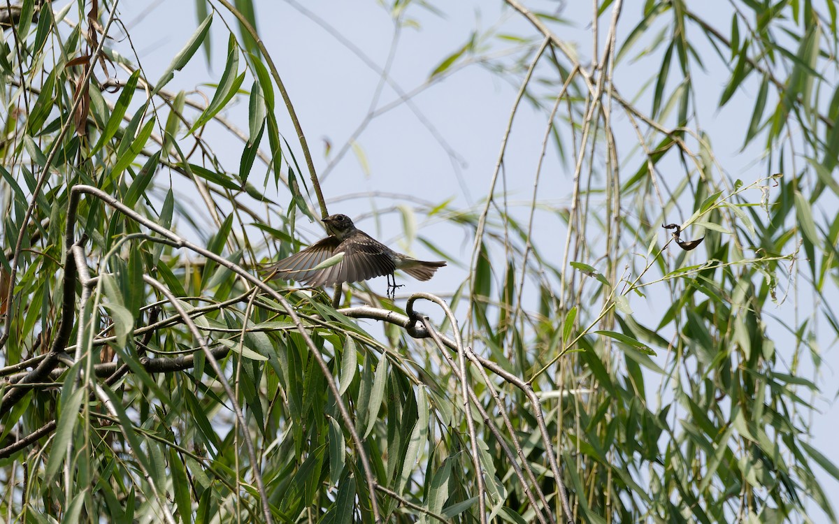 Euli-txori siberiarra - ML641329334
