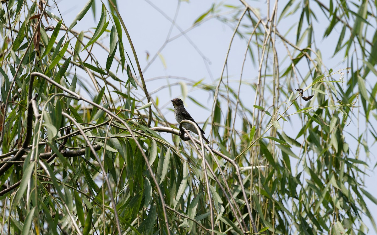Euli-txori siberiarra - ML641329335