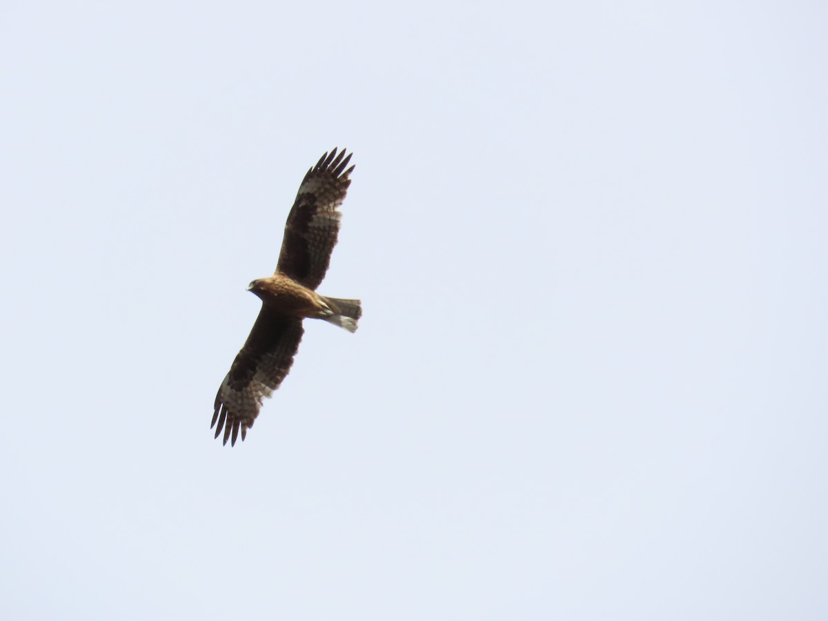 Little Eagle - ML641329359