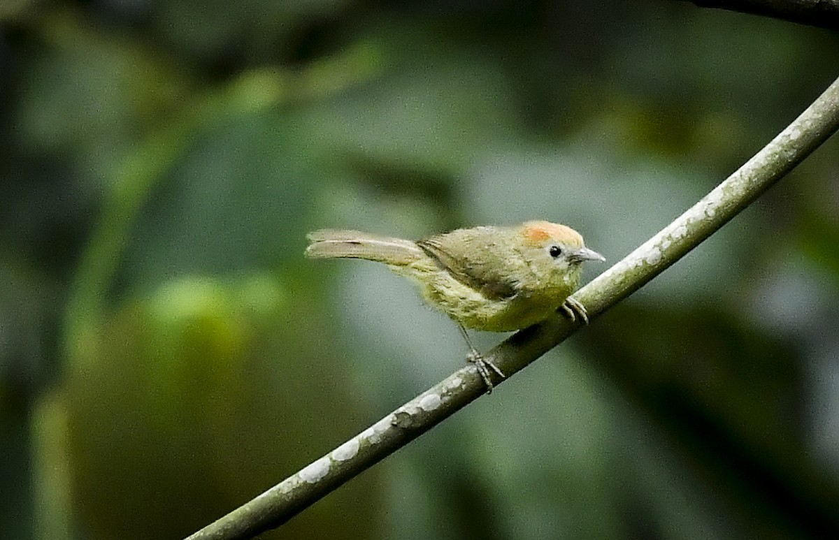 Rufous-fronted Babbler (Buff-chested) - ML641329377