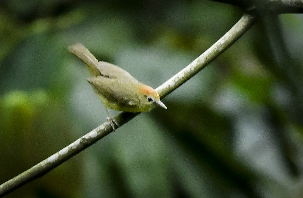 Rufous-fronted Babbler (Buff-chested) - ML641329378