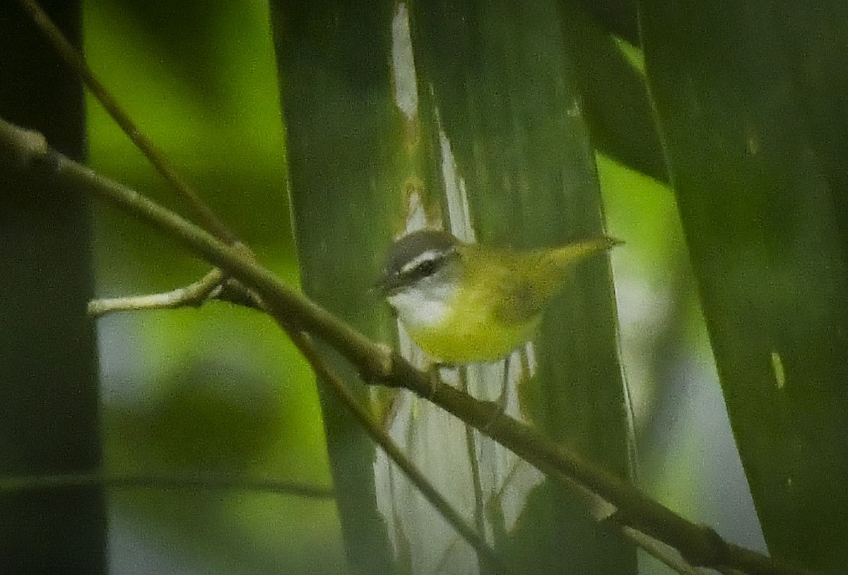 Yellow-bellied Warbler - ML641329391