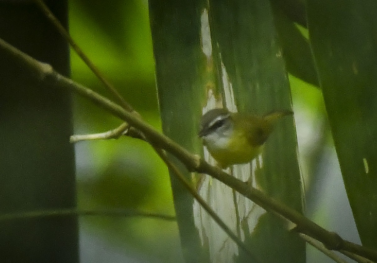 Yellow-bellied Warbler - ML641329392