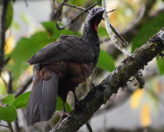 Andean Guan - ML641329414