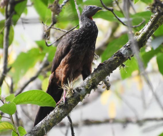 Andean Guan - ML641329422