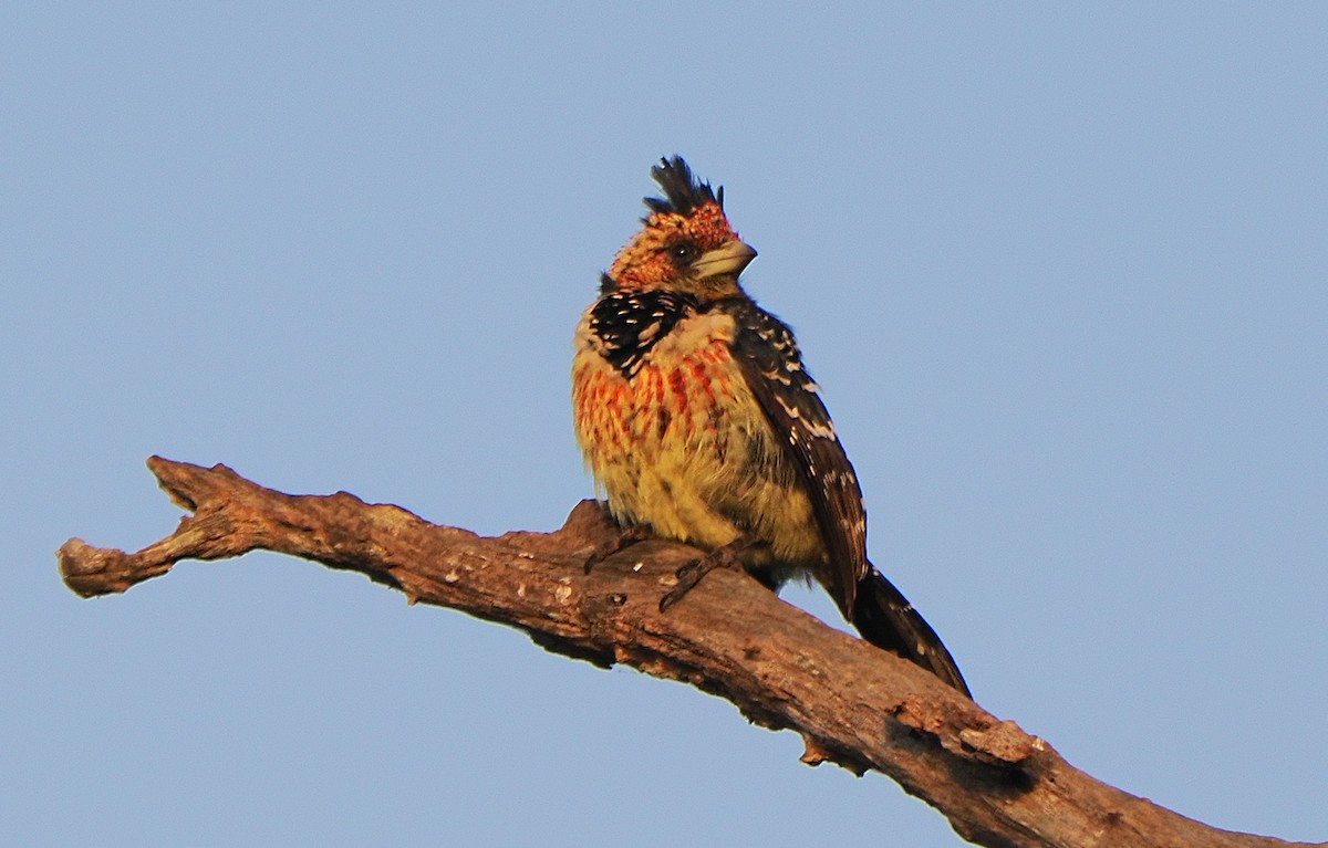 Crested Barbet - ML641329441