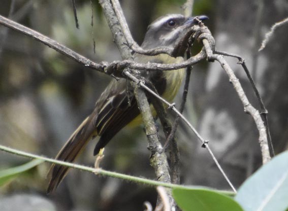 Golden-crowned Flycatcher - ML641329529