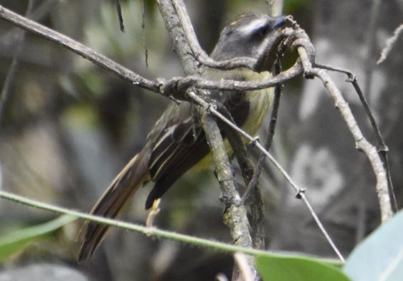 Golden-crowned Flycatcher - ML641329531