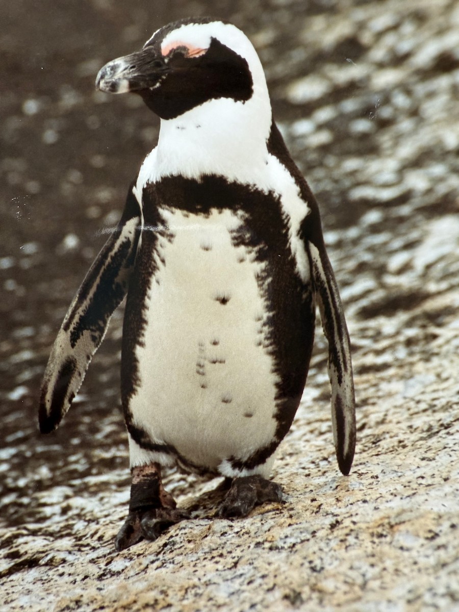 African Penguin - ML641329547