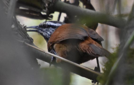 Inca Wren - ML641329548