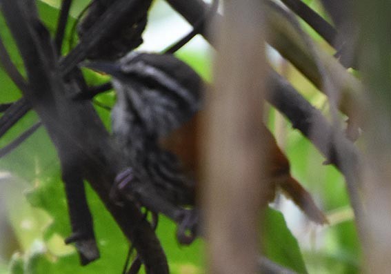 Inca Wren - ML641329551