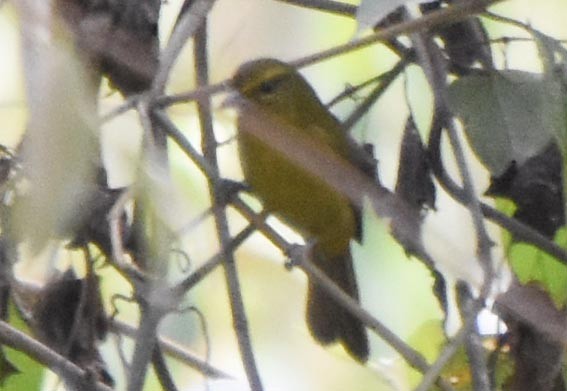 チャイロモリフウキンチョウ - ML641329559