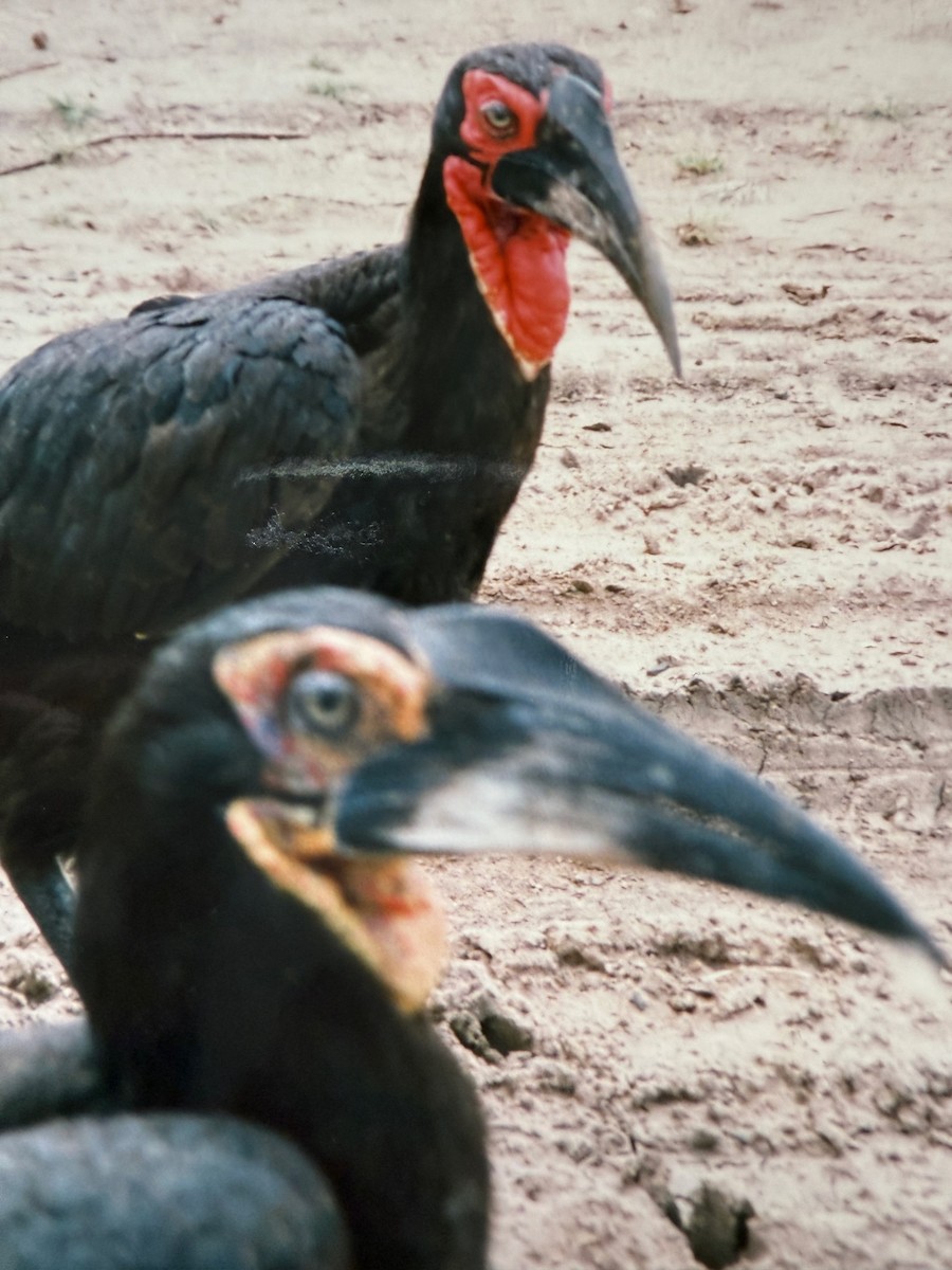 Southern Ground-Hornbill - ML641329585