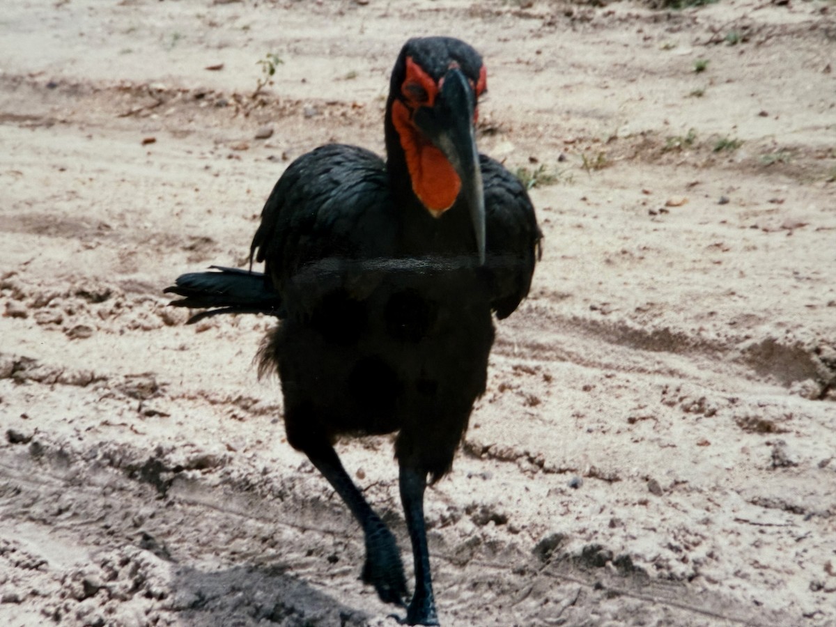 Southern Ground-Hornbill - ML641329586