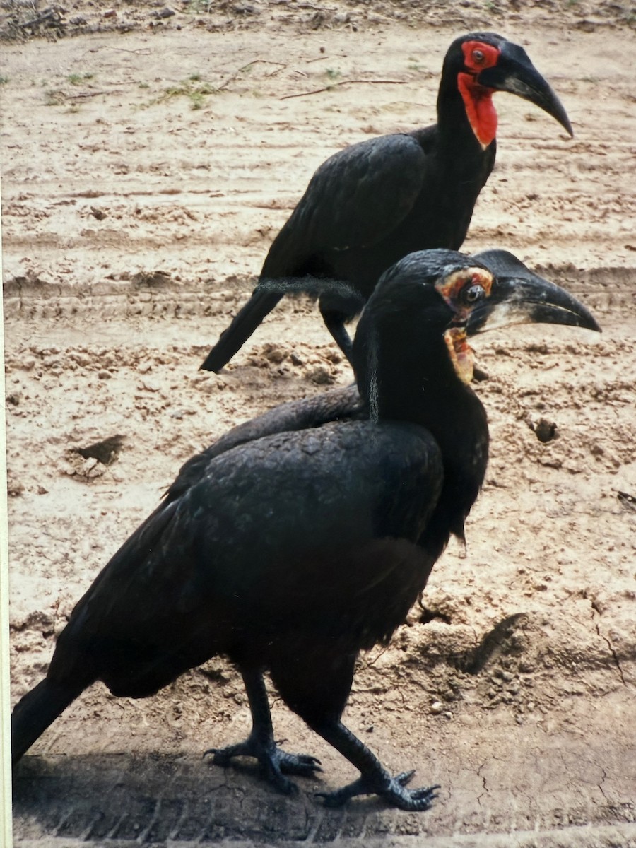 Southern Ground-Hornbill - ML641329587
